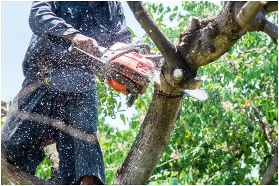 tree services Wauzeka